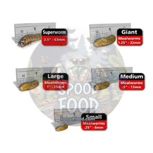 Mealworm Sizes Explained: Micro, Mini, Medium, and Large