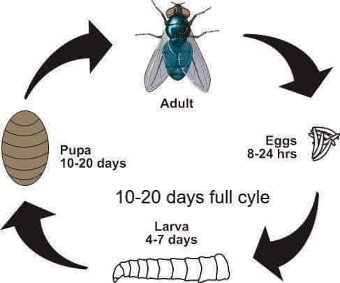 How to Hatch Blue Bottle Fly Pupae | SpoodFood