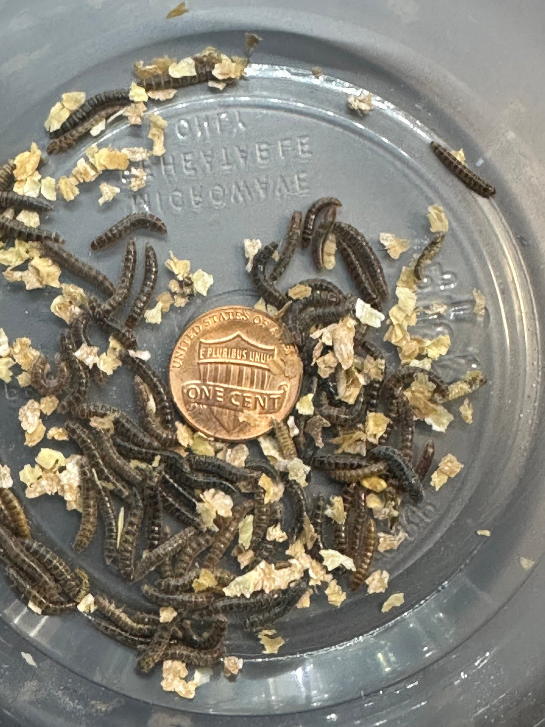 Buffalo Beetle Larvae: An Easy Feeder for Bioactive Setups