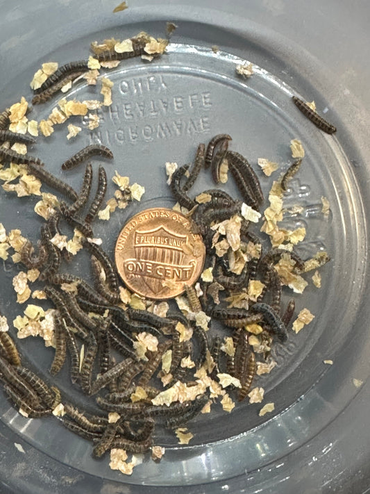Buffalo Beetle Larvae: An Easy Feeder for Bioactive Setups