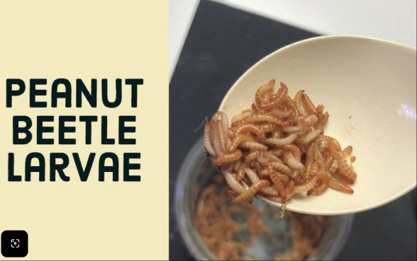 Peanut Beetles at Home: A Feeder Culture Guide