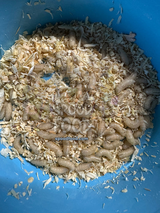 Blue Bottle Fly Spikes: Storage, Hatching, and Feeding Guide