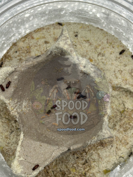 The Easiest Feeder You're Not Culturing: Confused Flour Beetles