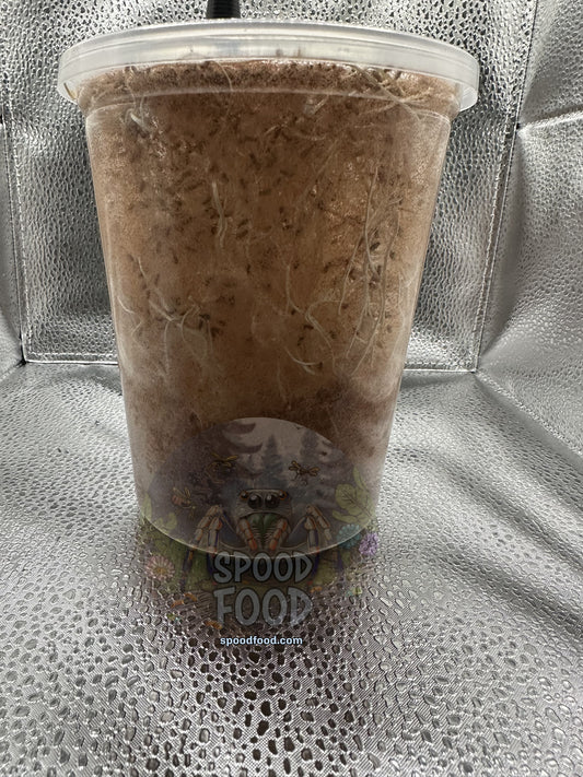 Why Fruit Fly Cultures Slow Down or Crash | SpoodFood