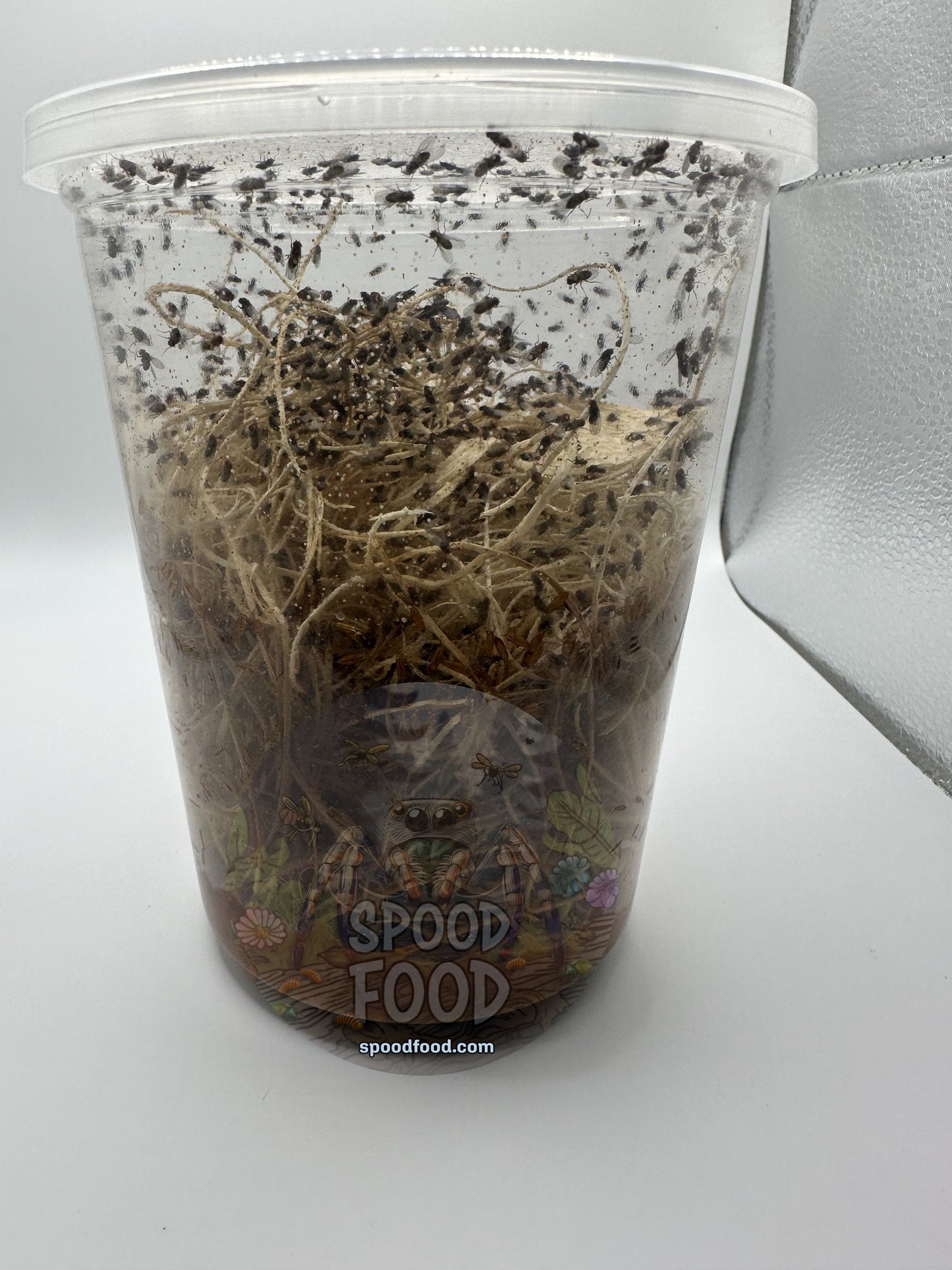 Hydei (Black) LIVE Fruit Fly Culture image 2
