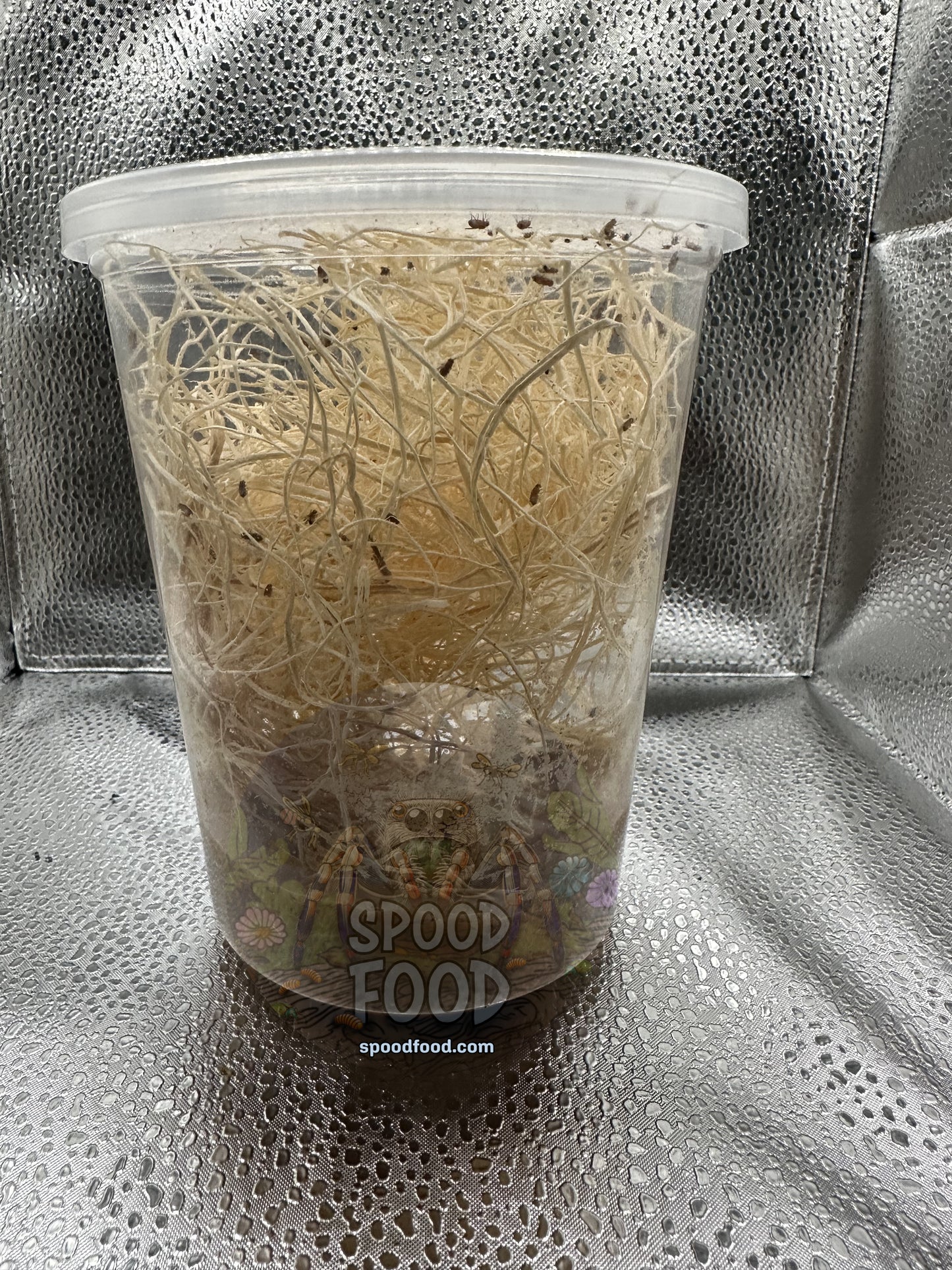 Melanogaster (Turkish Glider) LIVE Fruit Fly Culture image 2