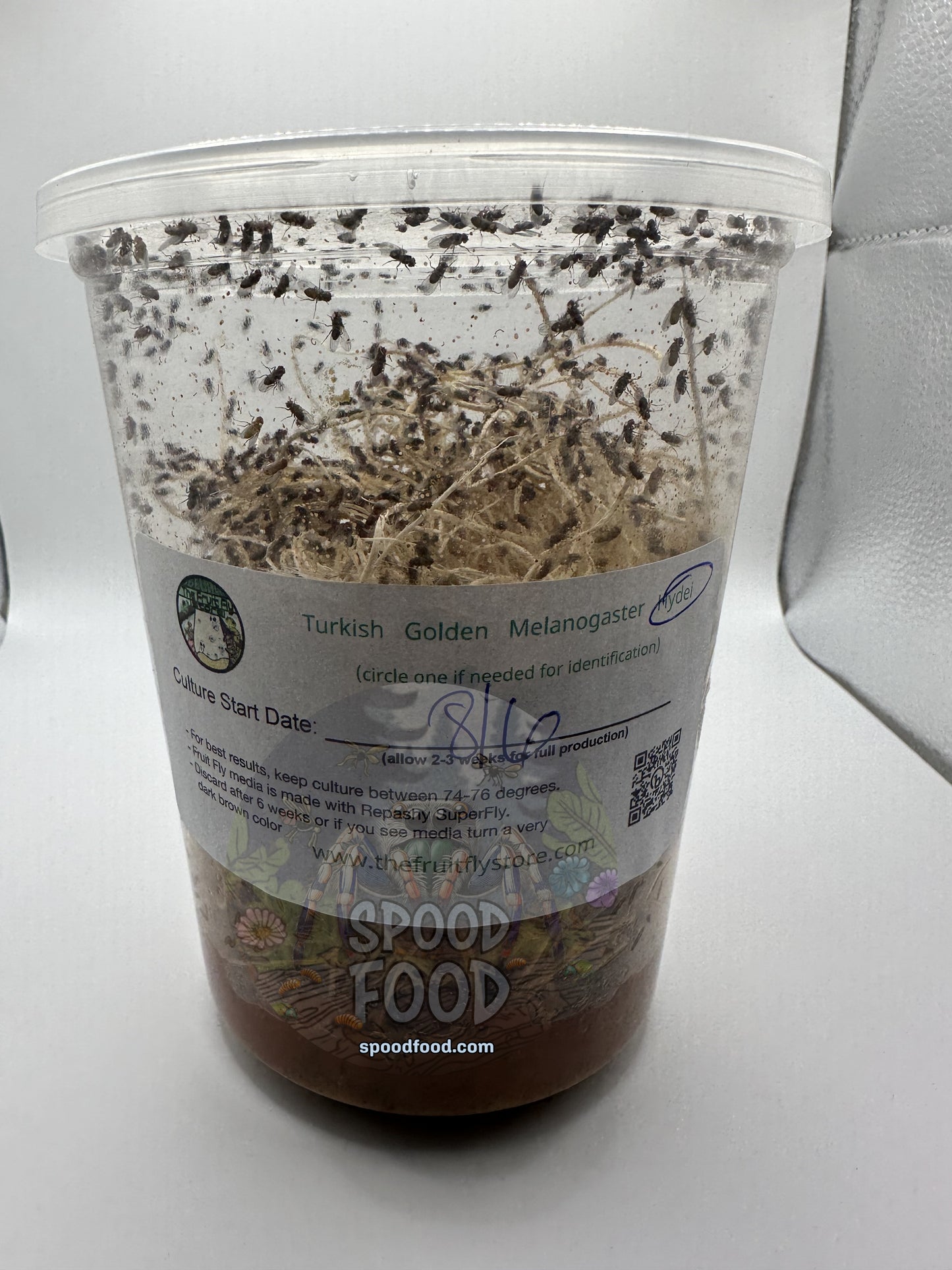 Hydei (Black) LIVE Fruit Fly Culture image 0