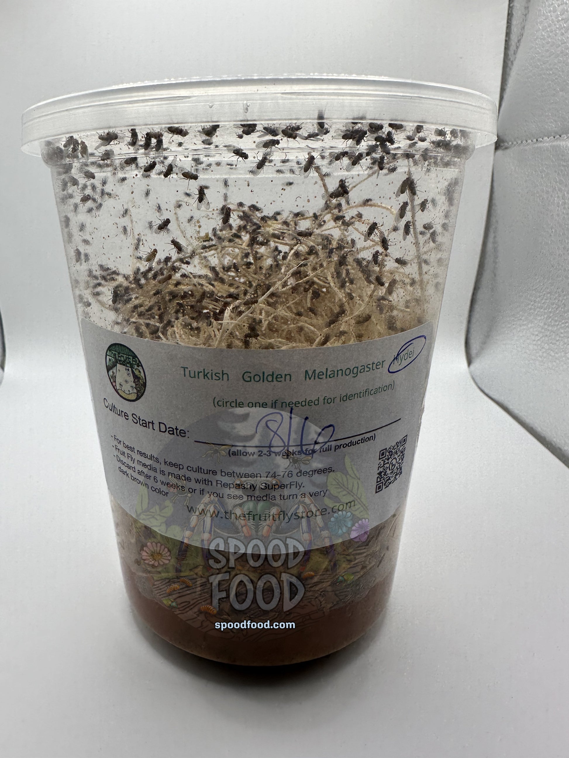 Hydei (Black) LIVE Fruit Fly Culture image 0