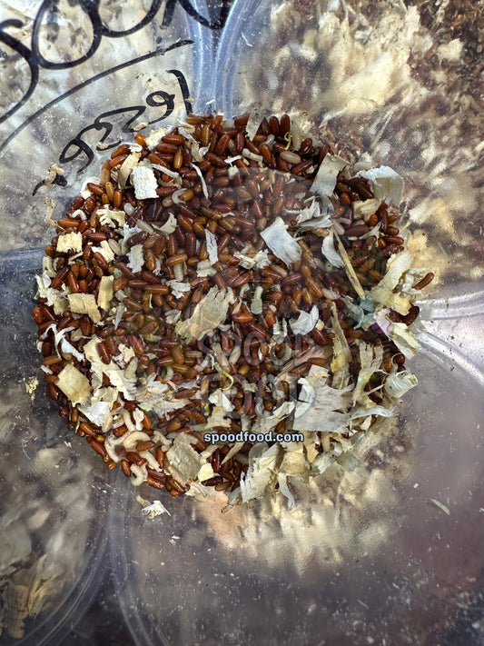 House Fly Pupae image 0