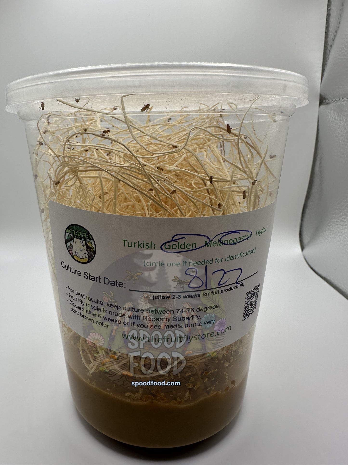 Melanogaster (Golden Delicious) LIVE Fruit Fly Culture image 0