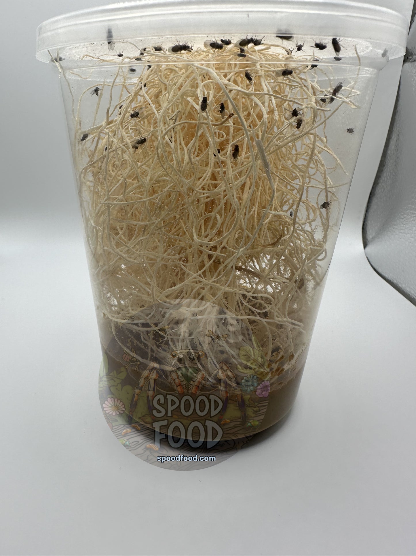 Hydei (Black) LIVE Fruit Fly Culture image 1