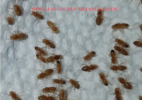 LIVE Fruit Fly Culture - Flies Only - 5 types of flies available - Free Shipping!