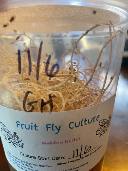 LIVE Fruit Fly Culture - Flies Only - 5 types of flies available - Free Shipping!