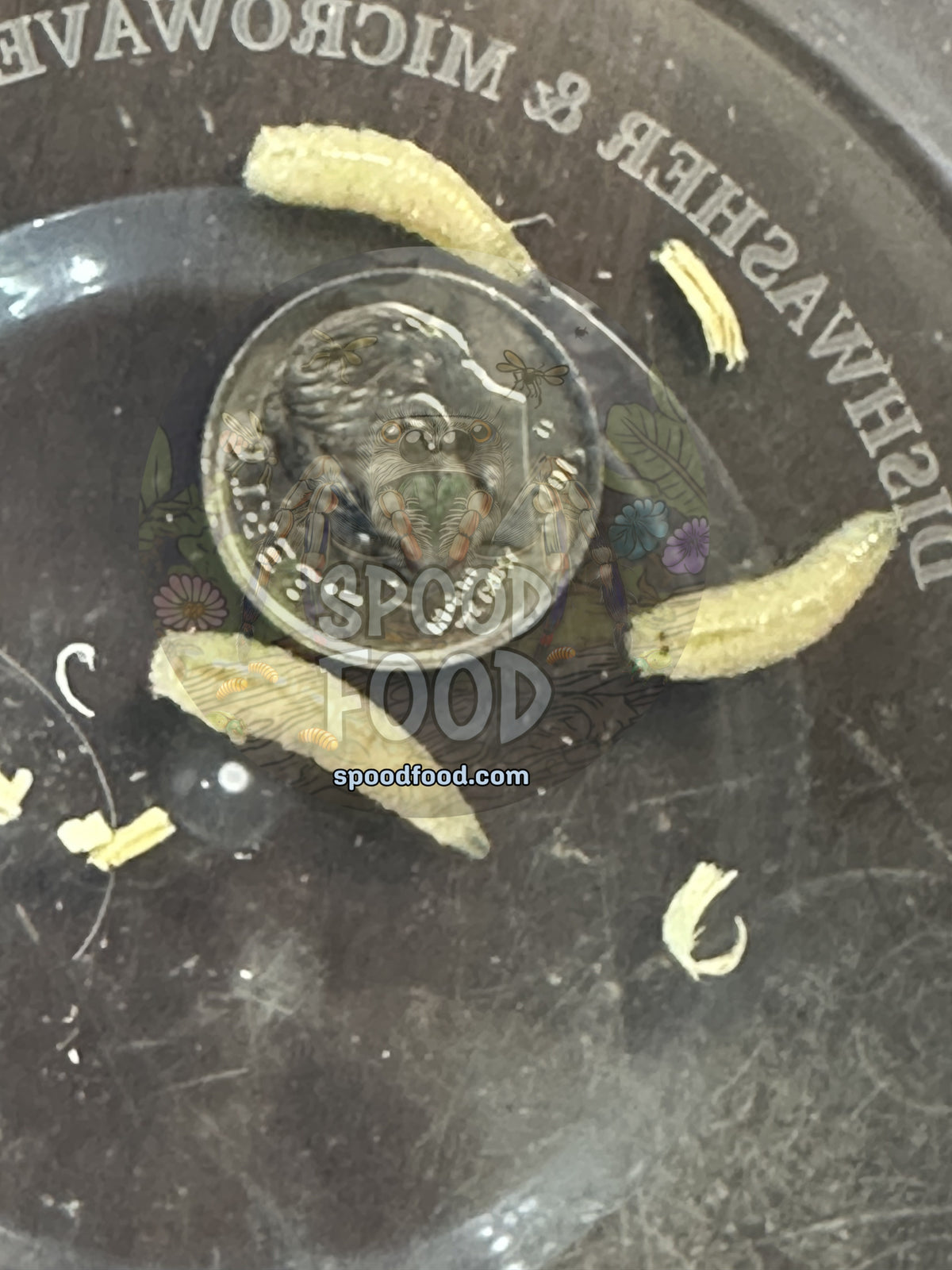 Blue Bottle Fly Spikes image 0