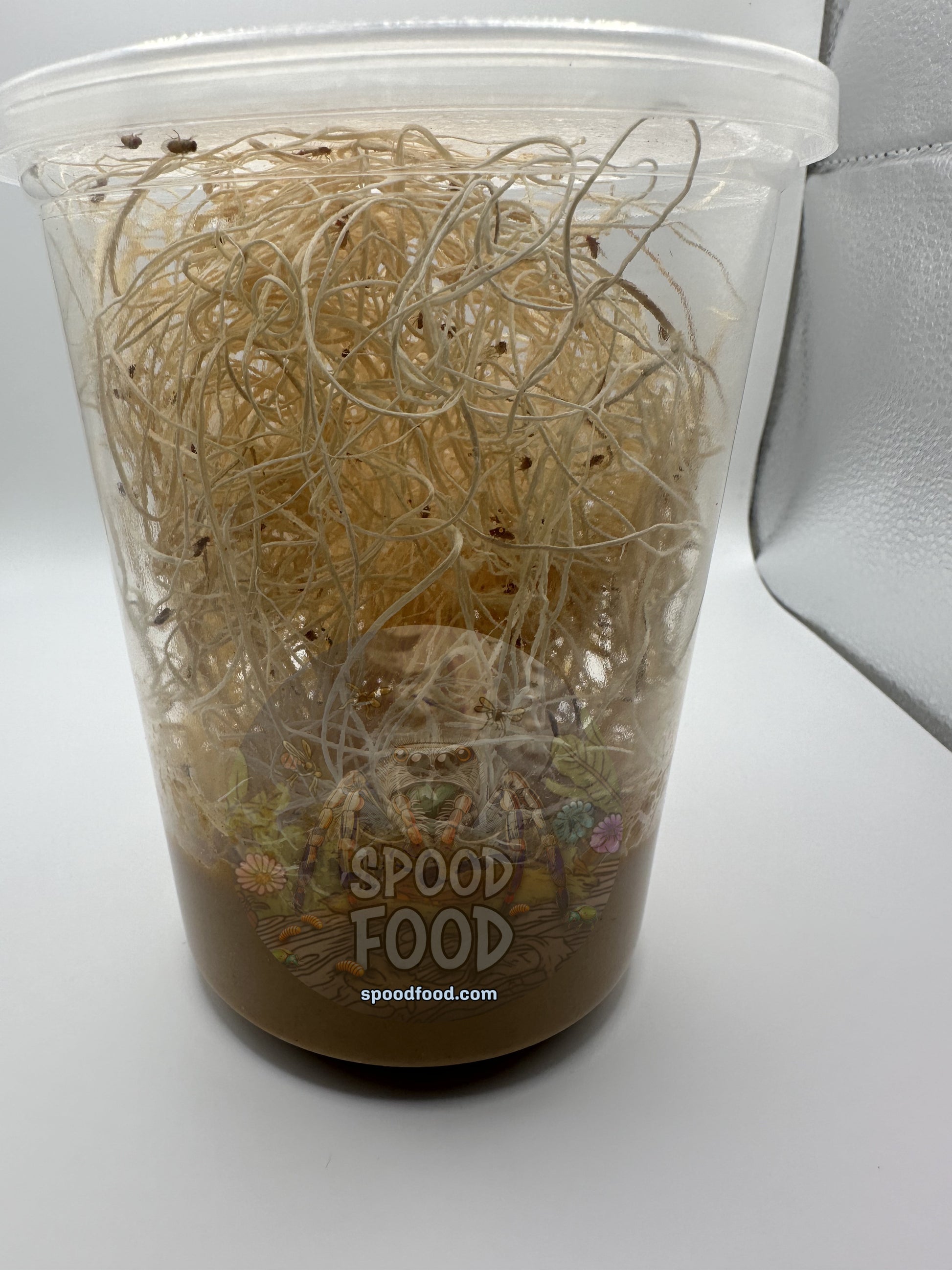 Hydei (Golden) LIVE Fruit Fly Culture image 2