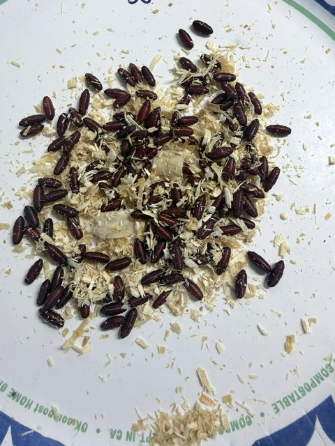 Blue Bottle Fly Pupae