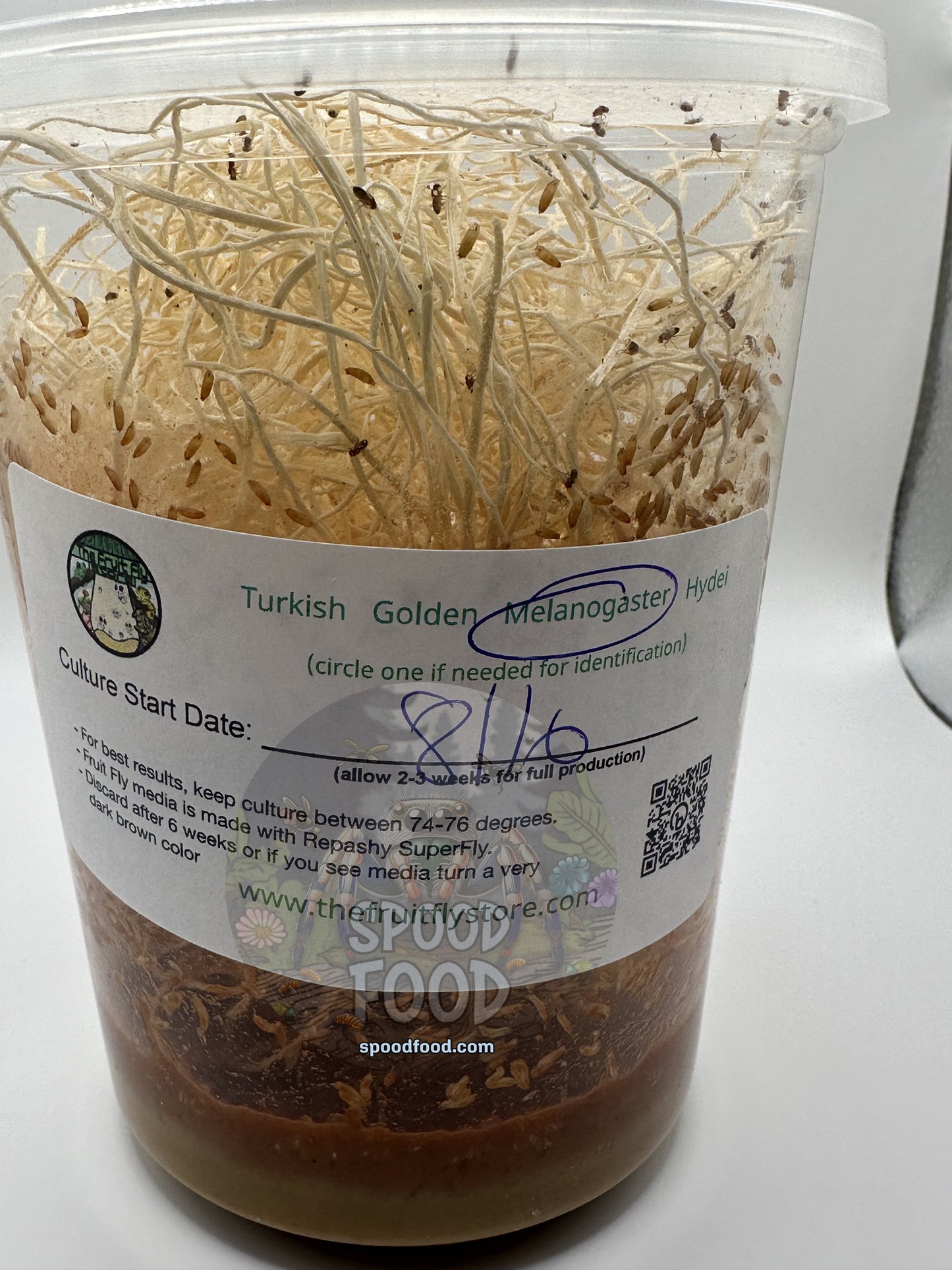 Melanogaster (common) LIVE Fruit Fly Culture image 3