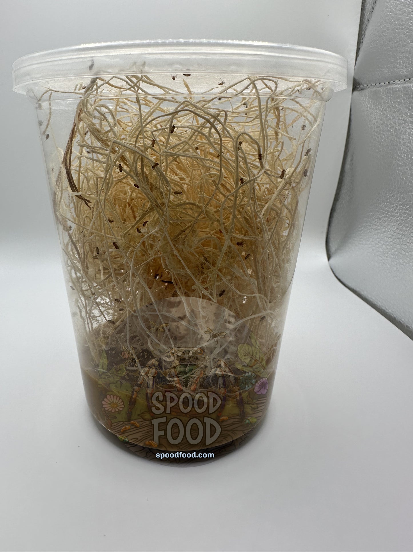 Melanogaster (Golden Delicious) LIVE Fruit Fly Culture image 1