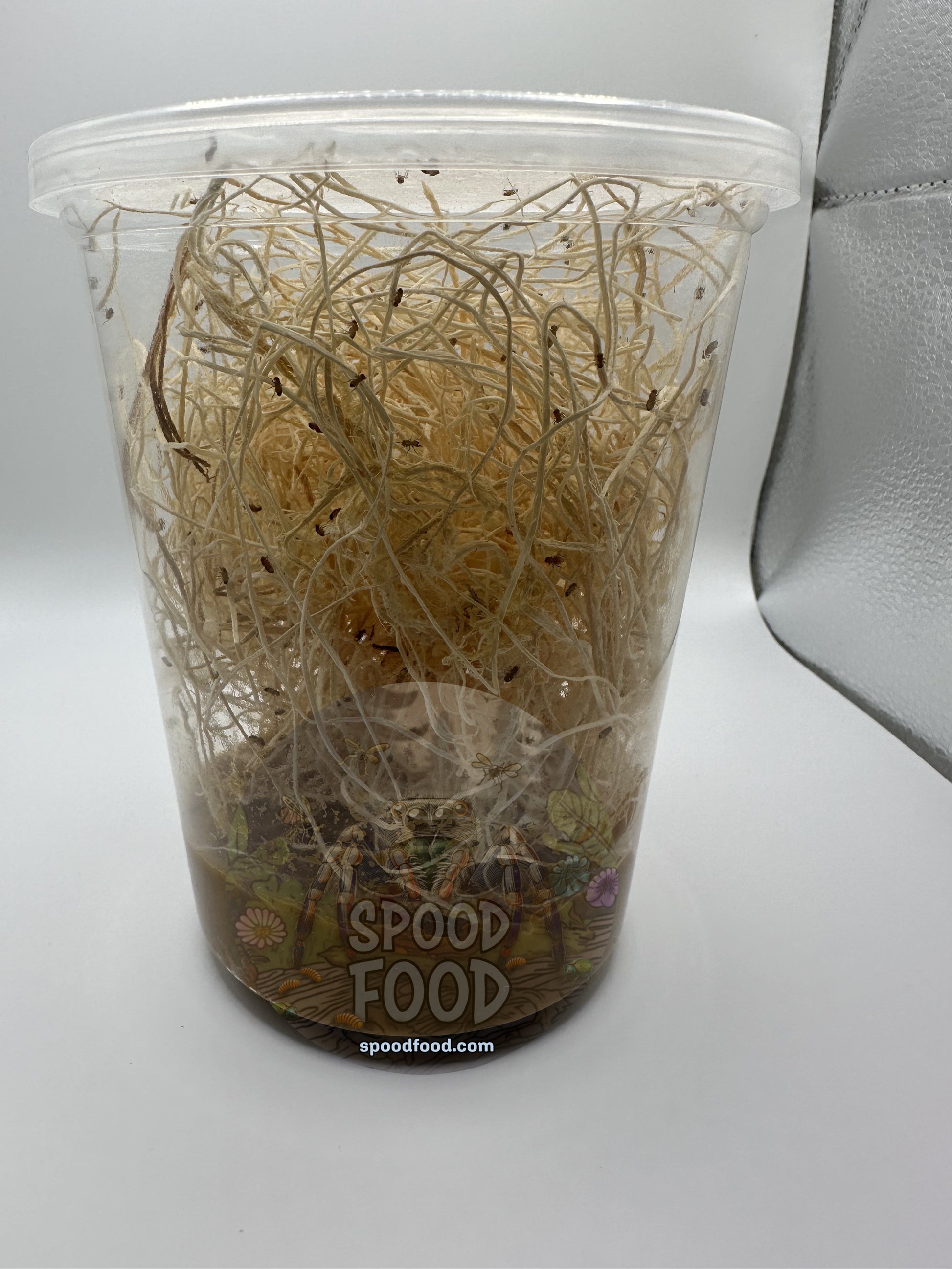Melanogaster (Golden Delicious) LIVE Fruit Fly Culture image 1