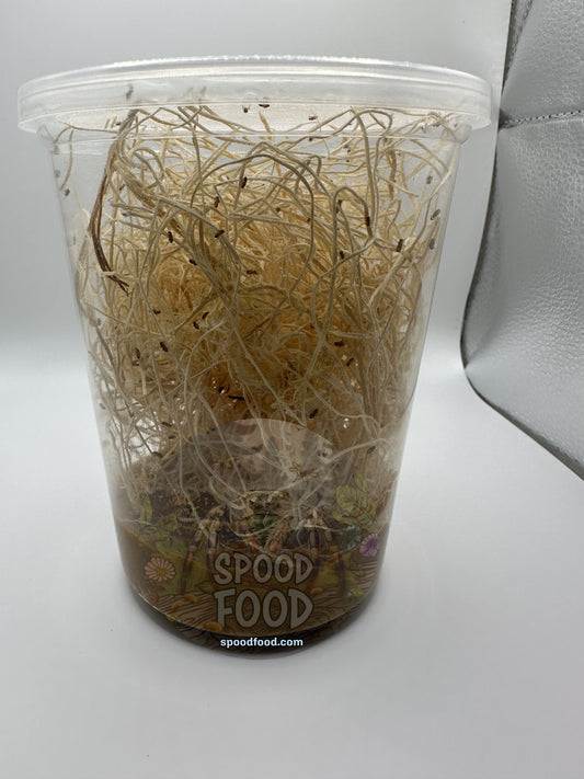 Melanogaster (Golden Delicious) LIVE Fruit Fly Culture image 1