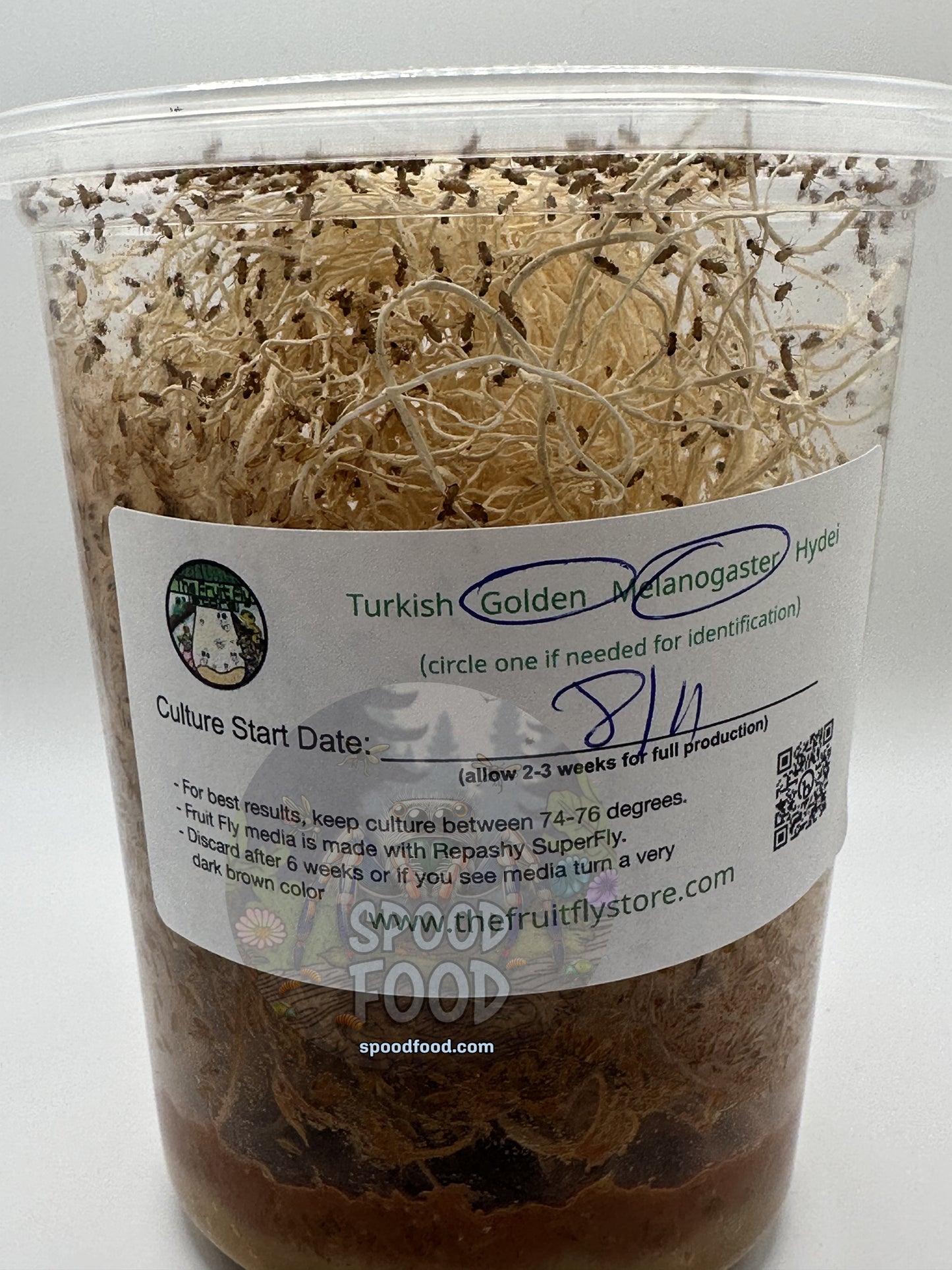 Melanogaster (Golden Delicious) LIVE Fruit Fly Culture image 2