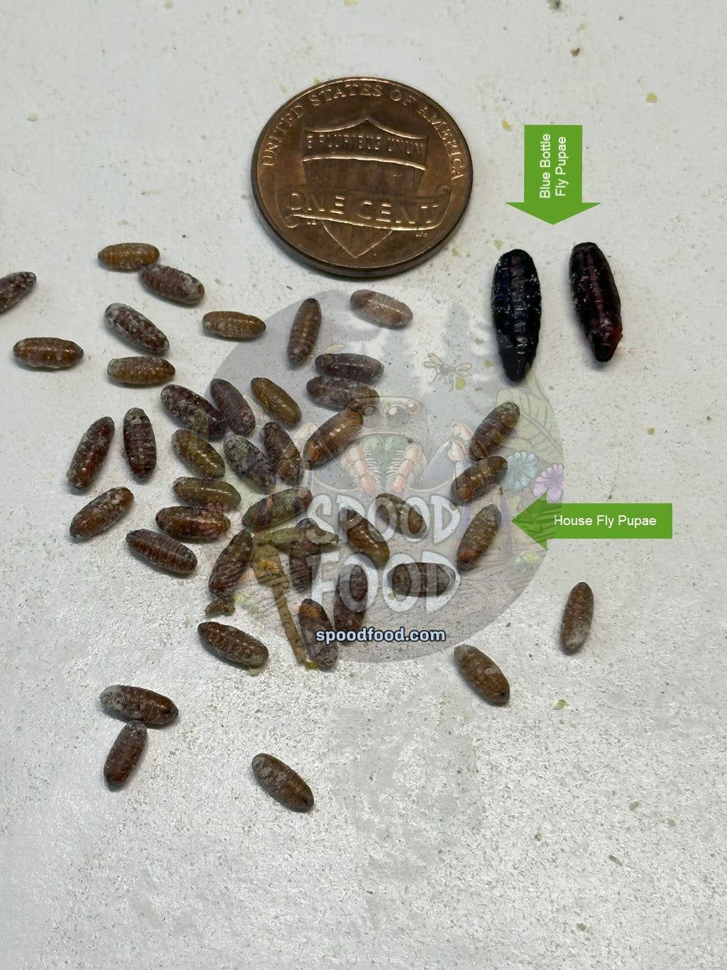 House Fly Pupae image 2