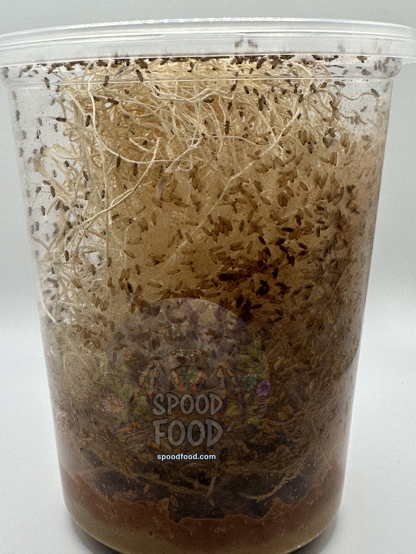 Melanogaster (Golden Delicious) LIVE Fruit Fly Culture image 3