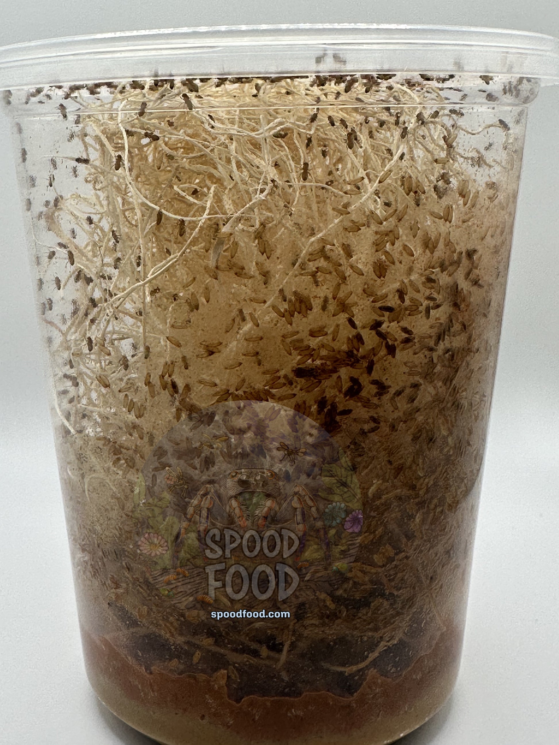 Melanogaster (Golden Delicious) LIVE Fruit Fly Culture image 3