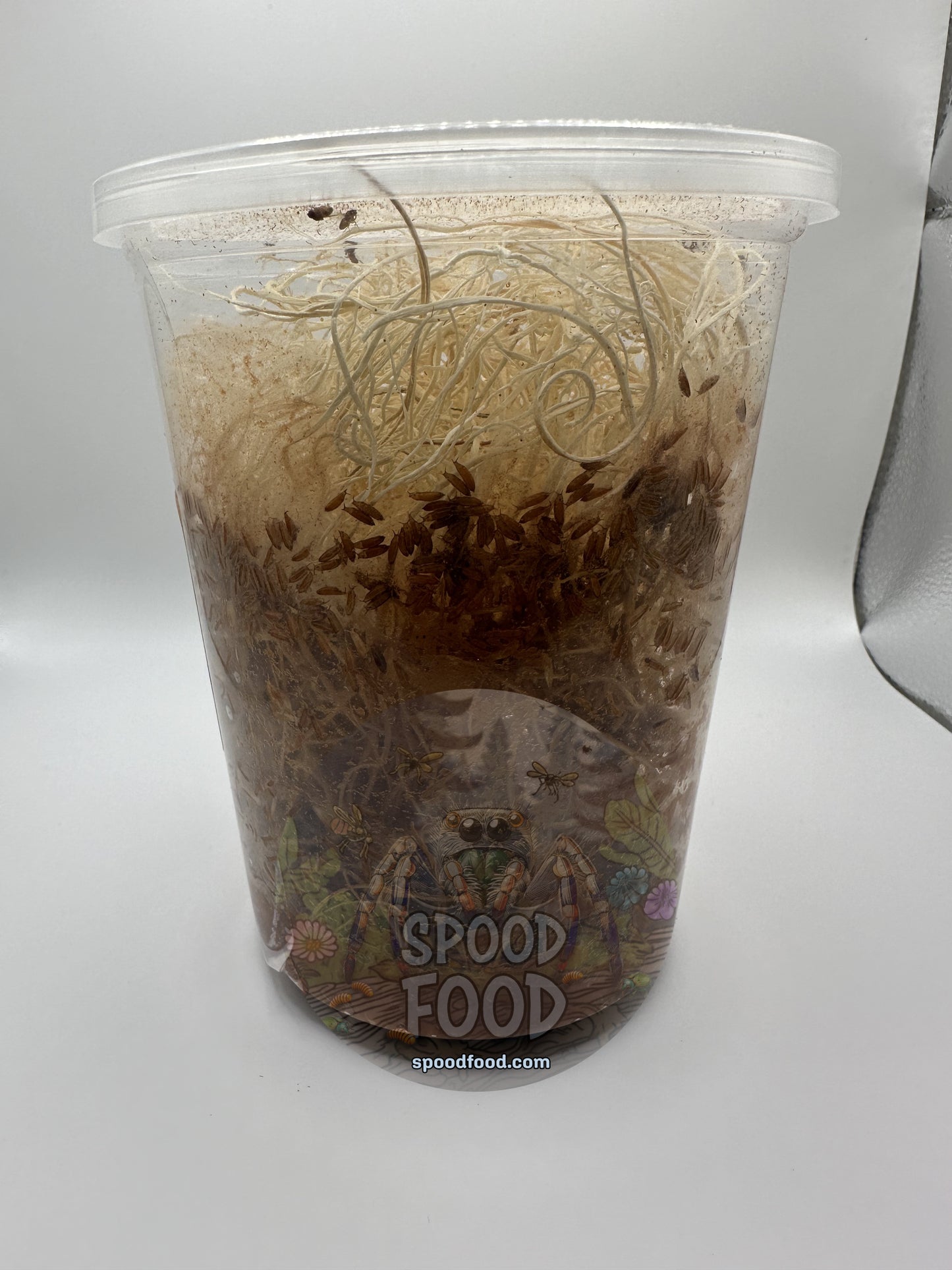 Hydei (Golden) LIVE Fruit Fly Culture image 1