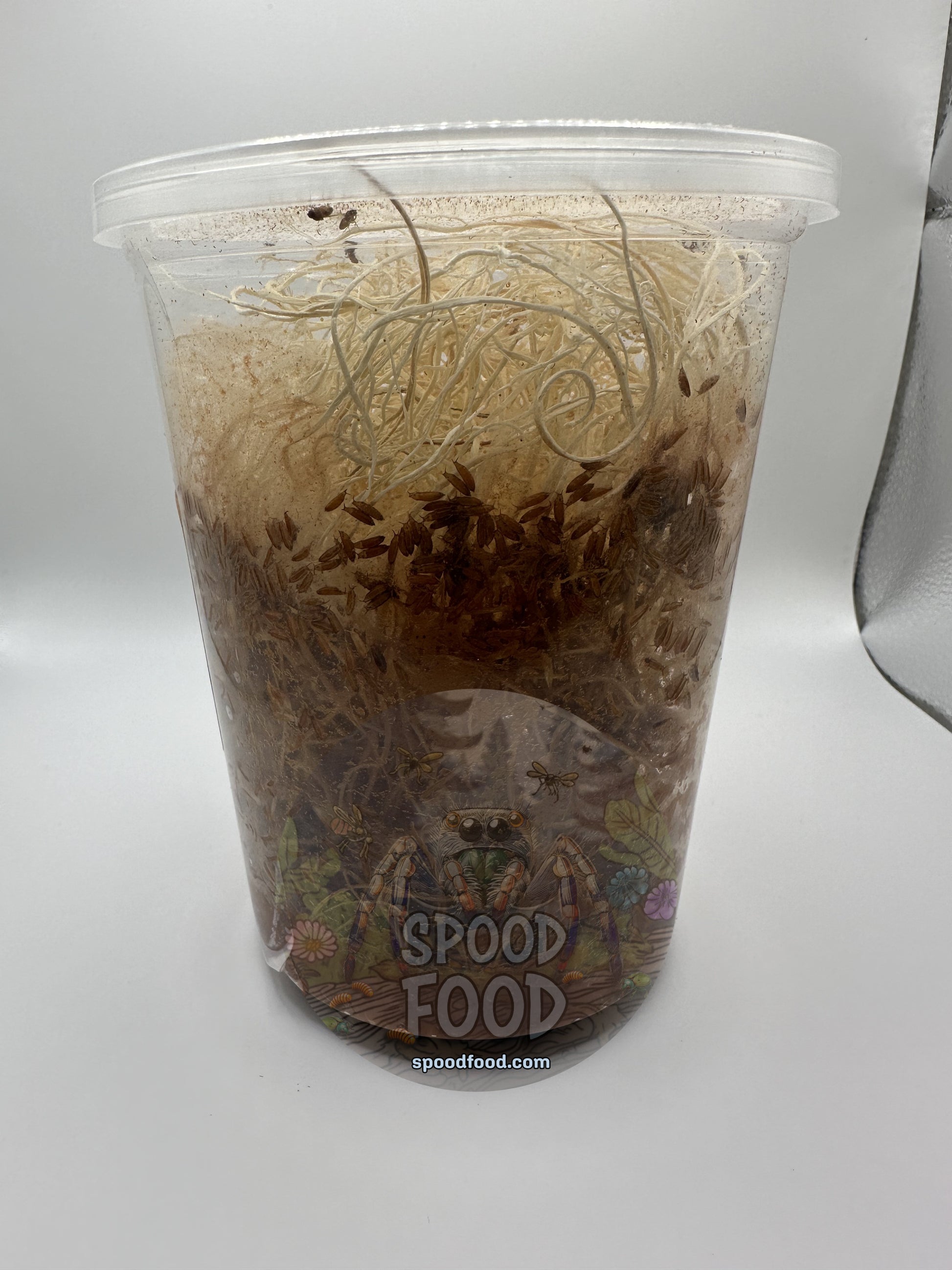 Hydei (Golden) LIVE Fruit Fly Culture image 1