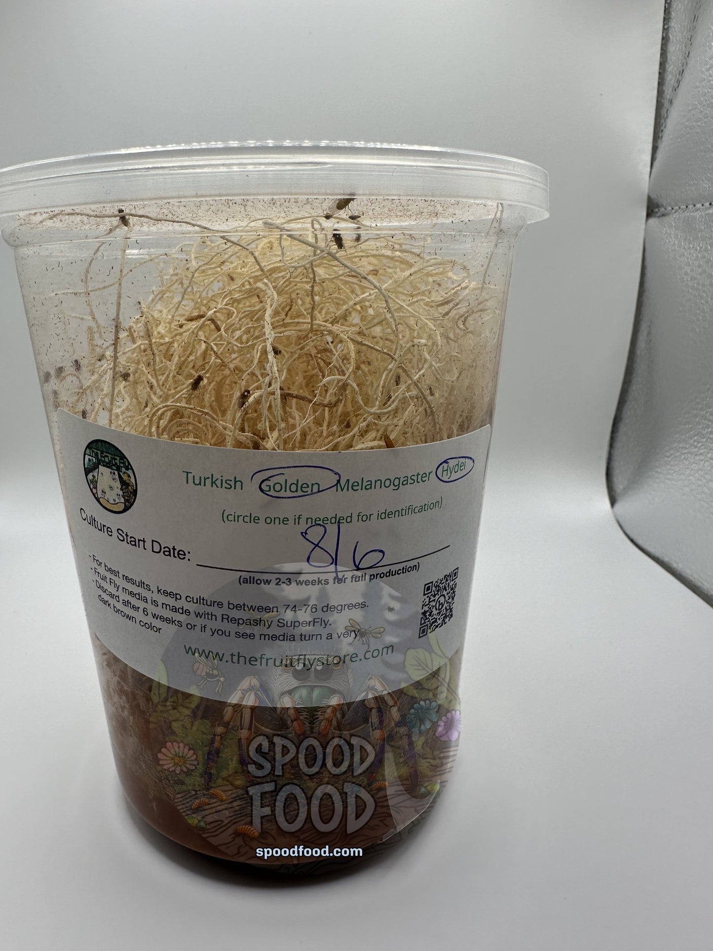 Hydei (Golden) LIVE Fruit Fly Culture image 0