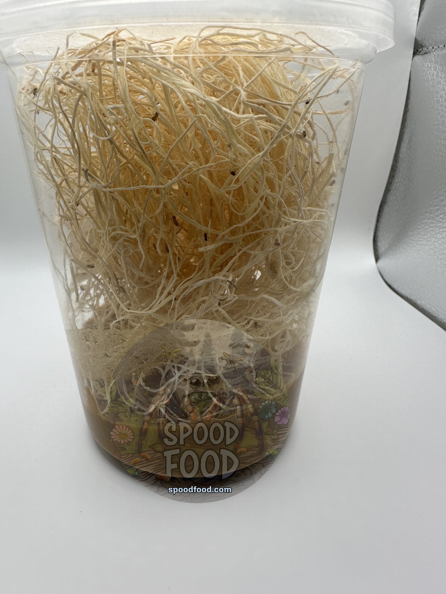 Melanogaster (common) LIVE Fruit Fly Culture image 1