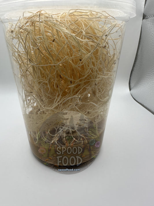 Melanogaster (common) LIVE Fruit Fly Culture image 1