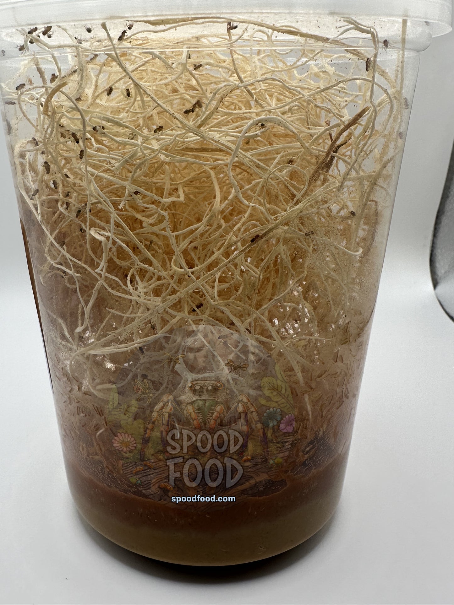 Melanogaster (common) LIVE Fruit Fly Culture image 2